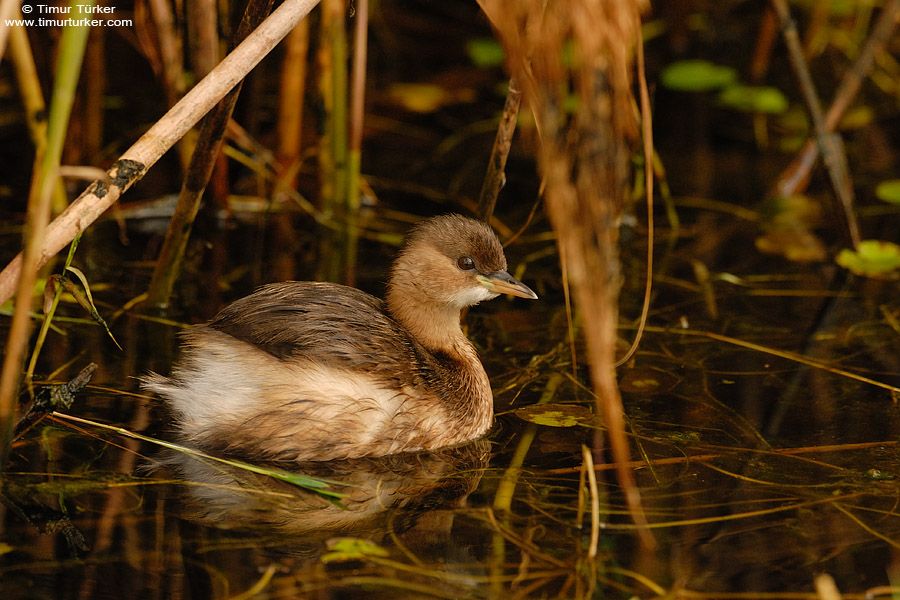 Little Grebe