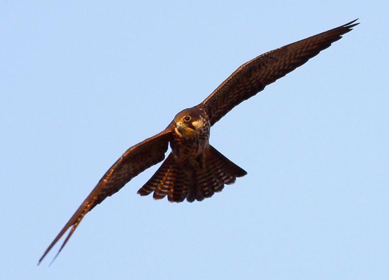 Eleonora`s Falcon