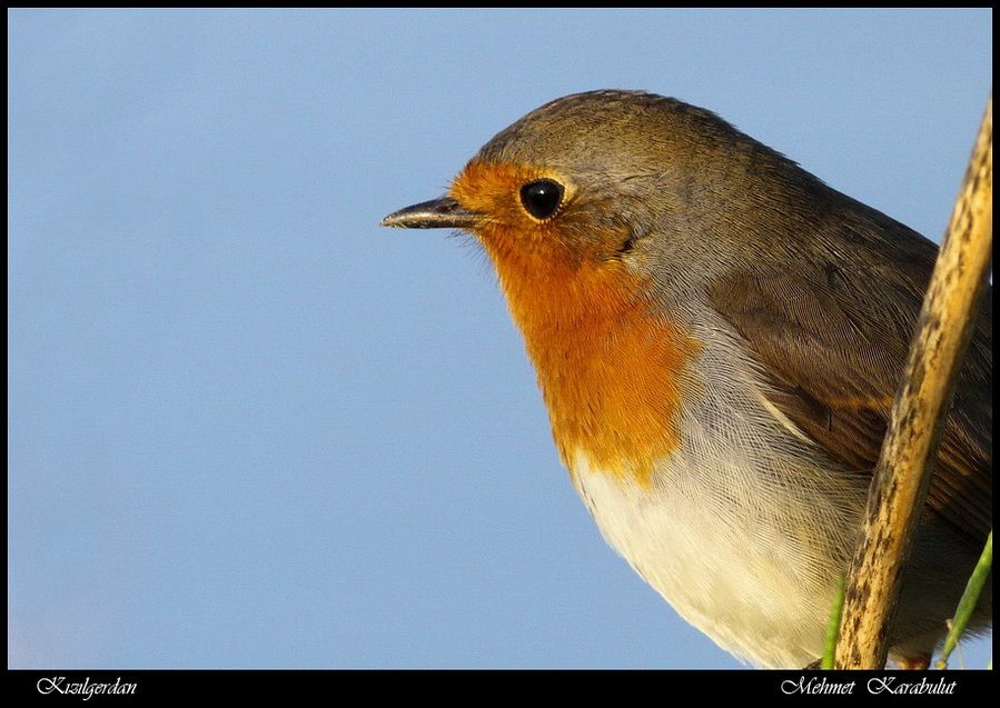 European Robin