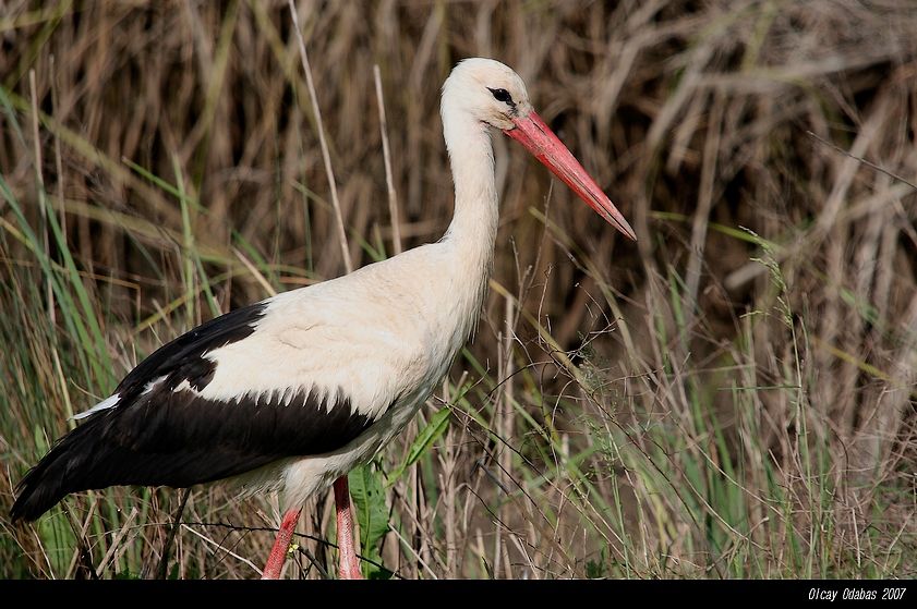 White Stork