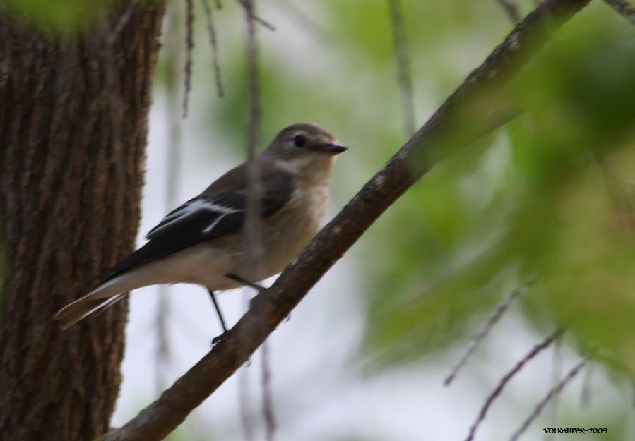 European Pied Flycatcher