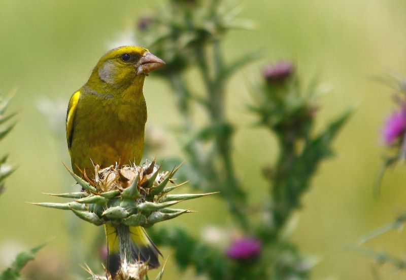 European Greenfinch