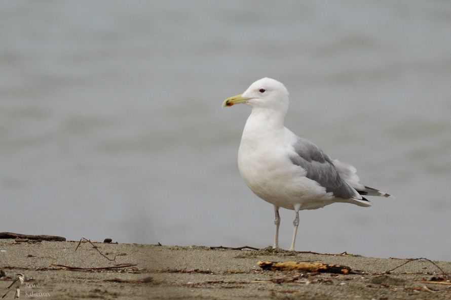 Caspian Gull