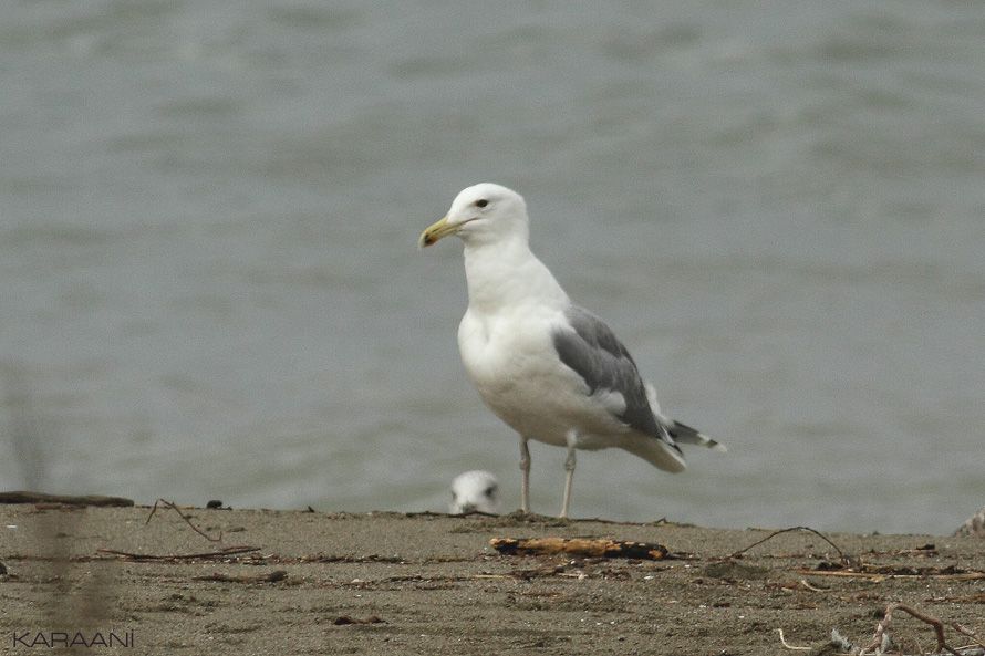 Caspian Gull