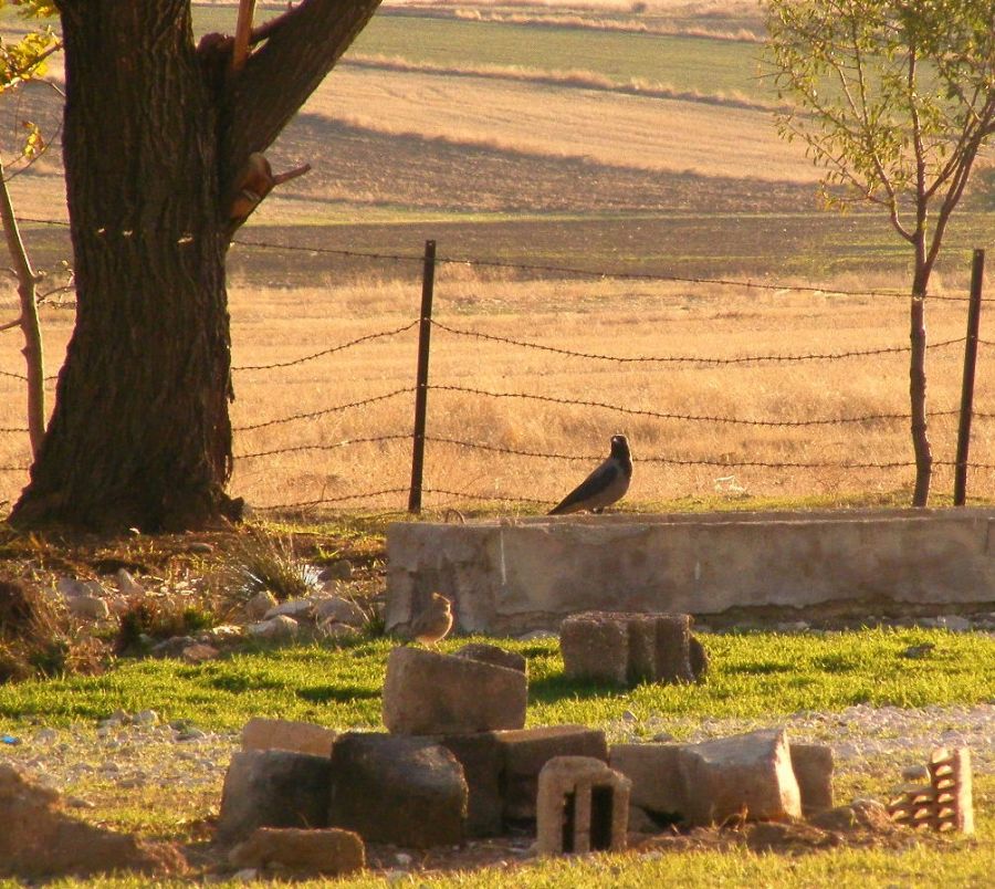 Hooded Crow
