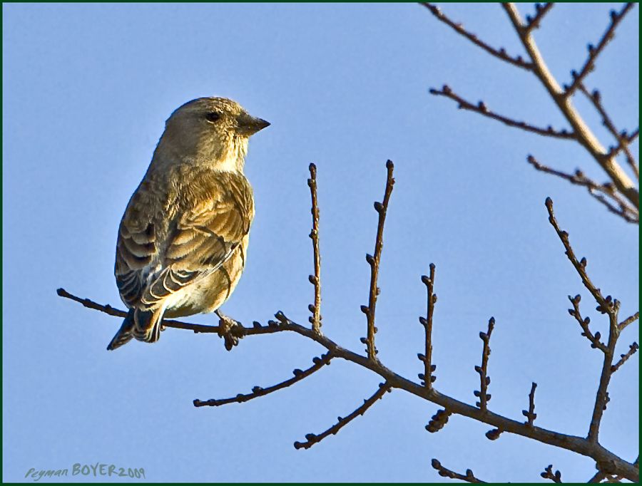 Common Linnet