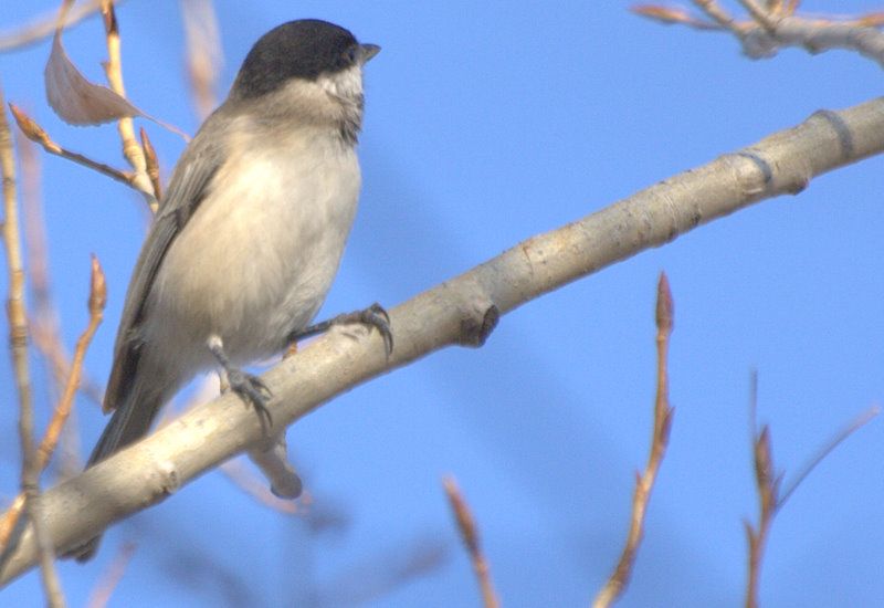 Sombre Tit
