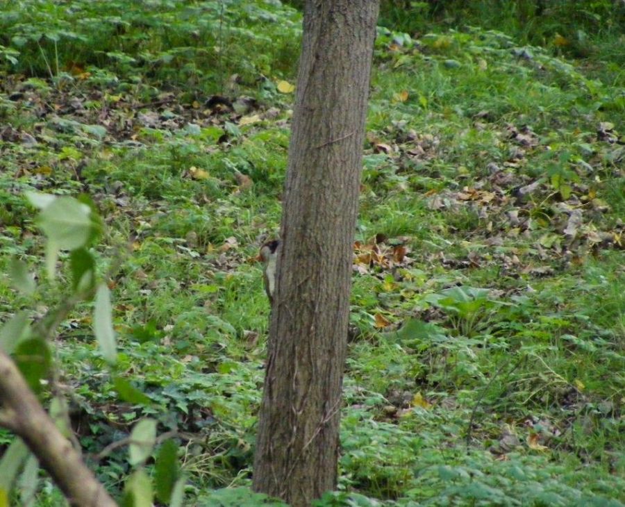 European Green Woodpecker