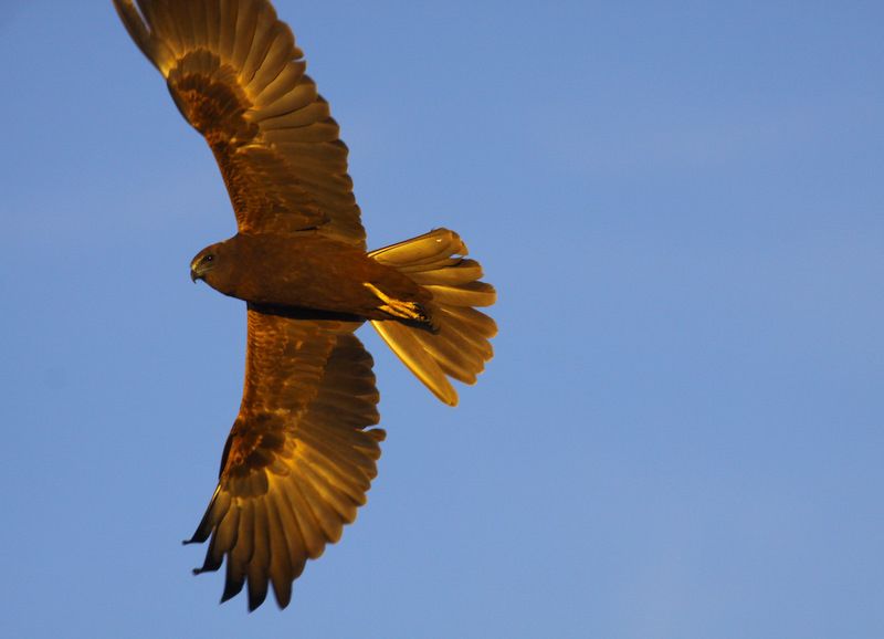 Western Marsh Harrier