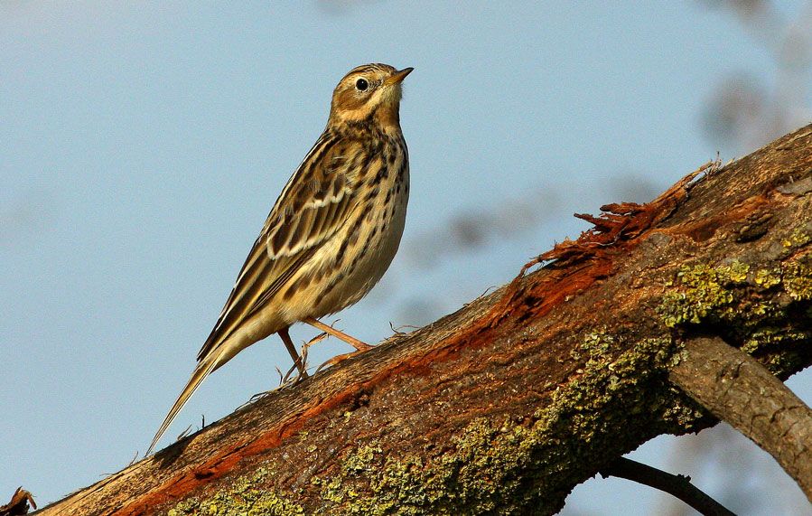 Red-throated Pipit