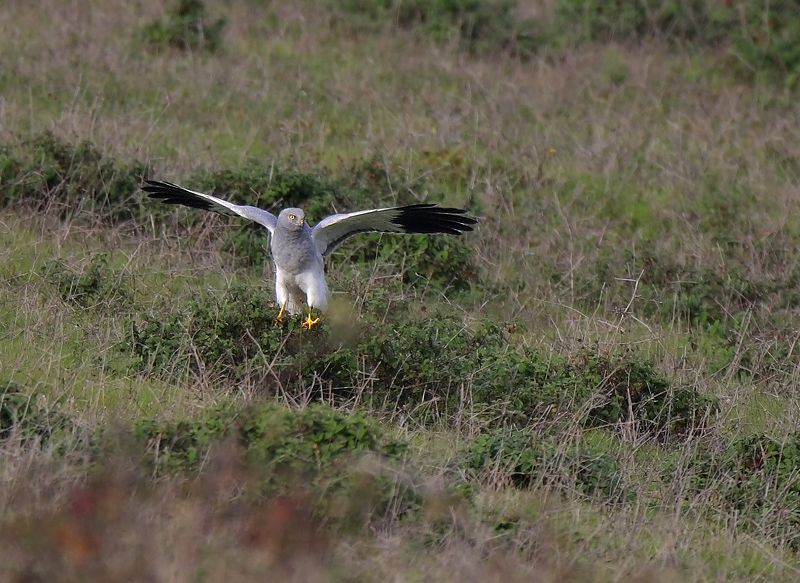 Hen Harrier