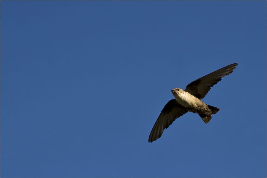 Eurasian Crag Martin