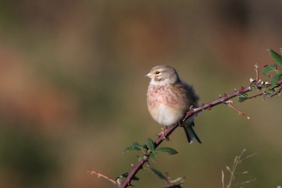 Common Linnet