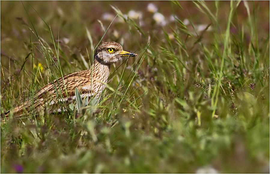Eurasian Stone-curlew