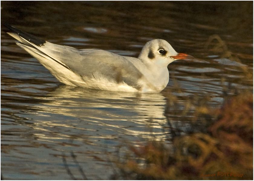Black-headed Gull