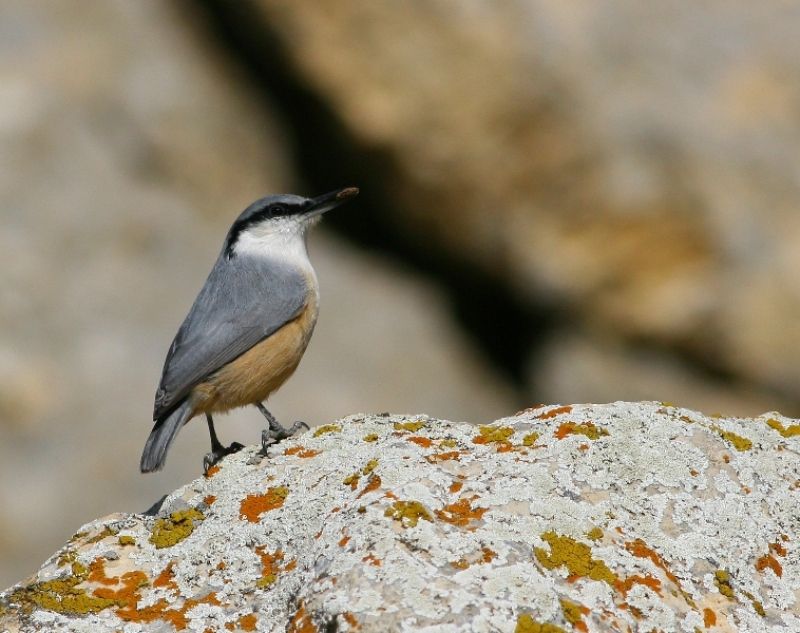 Western Rock Nuthatch