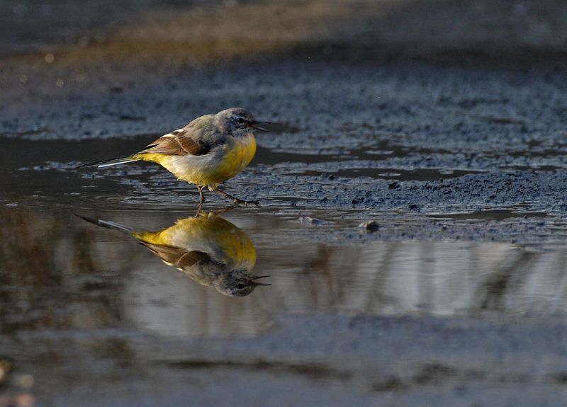 Grey Wagtail