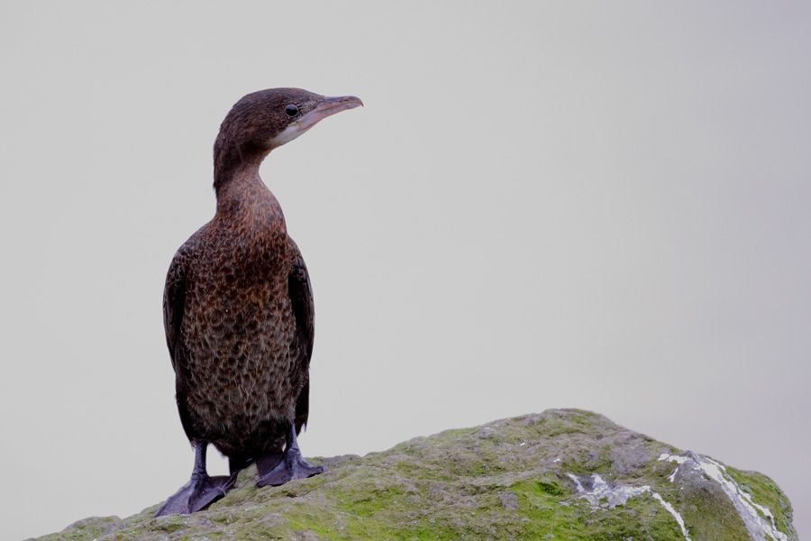 Pygmy Cormorant