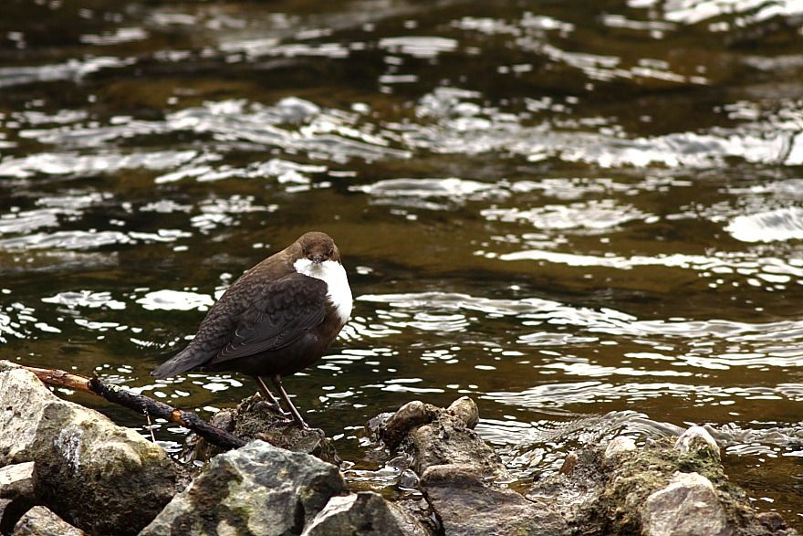 White-throated Dipper