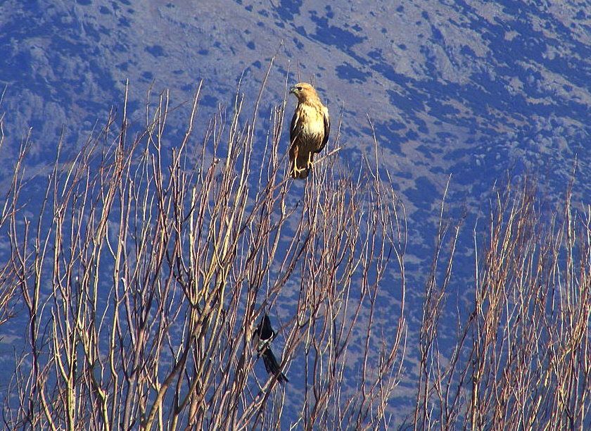 Long-legged Buzzard