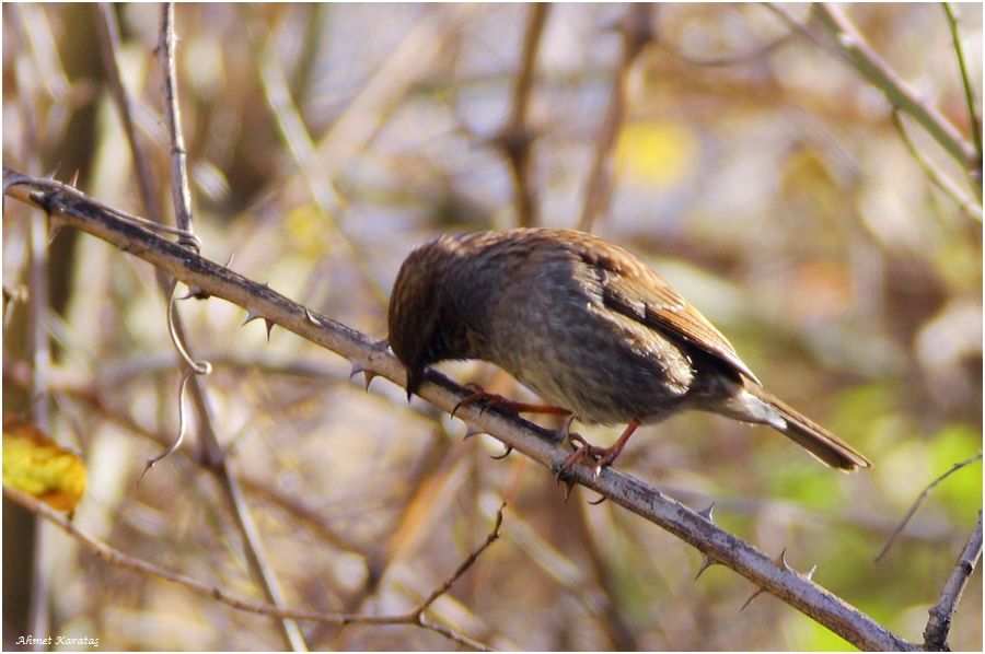 Dunnock