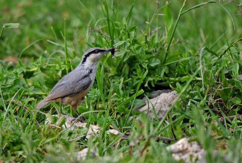 Western Rock Nuthatch