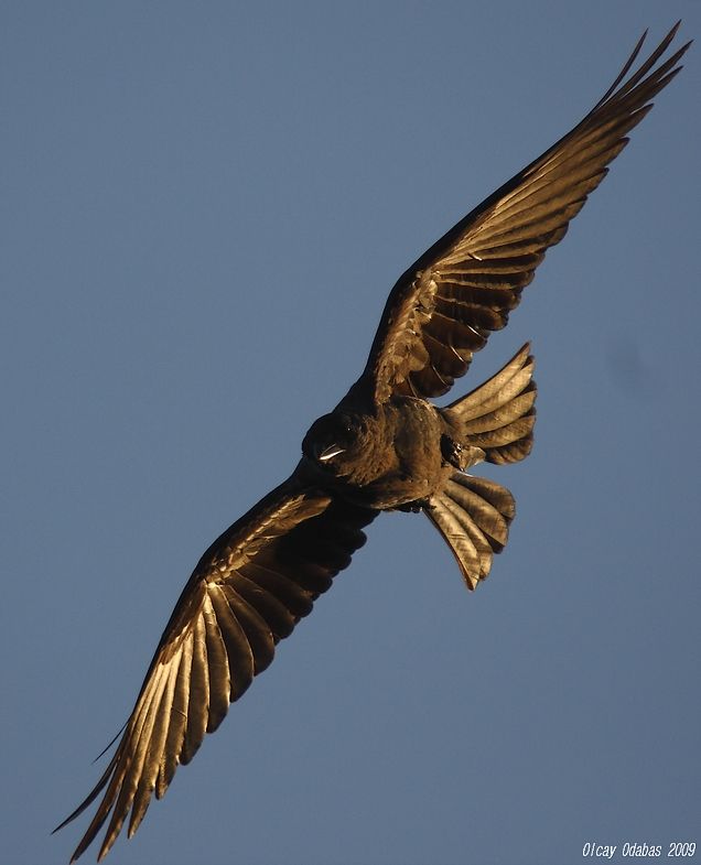 Western Jackdaw