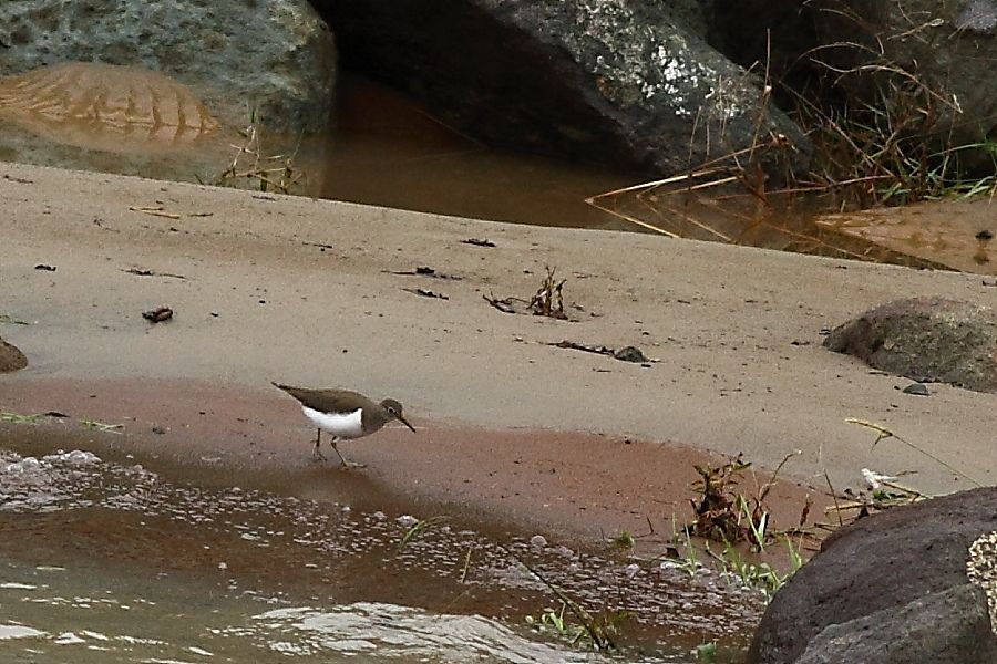 Common Sandpiper