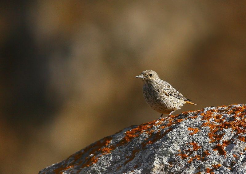 Common Rock Thrush