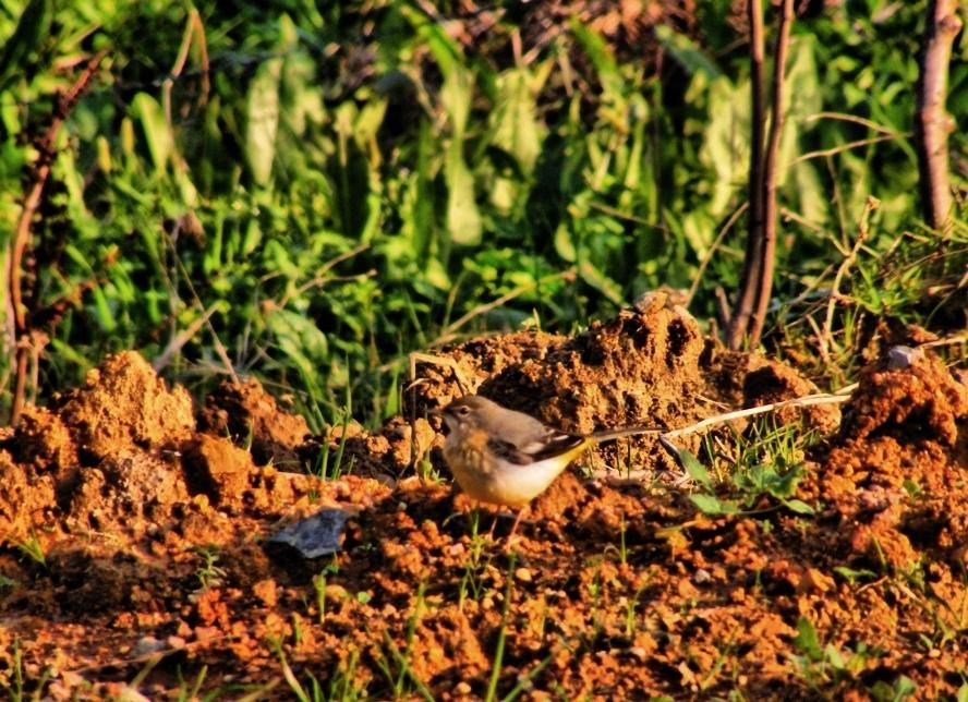 Grey Wagtail