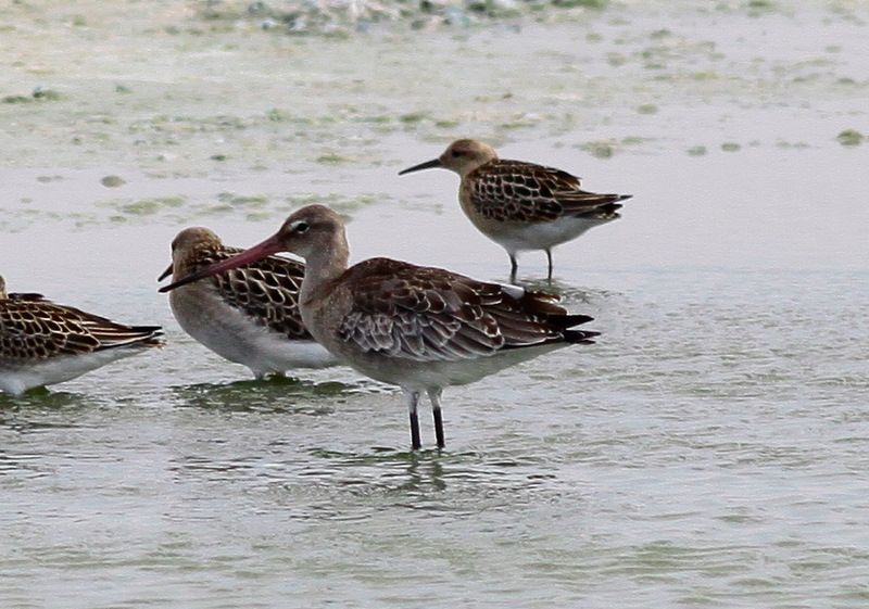 Black-tailed Godwit