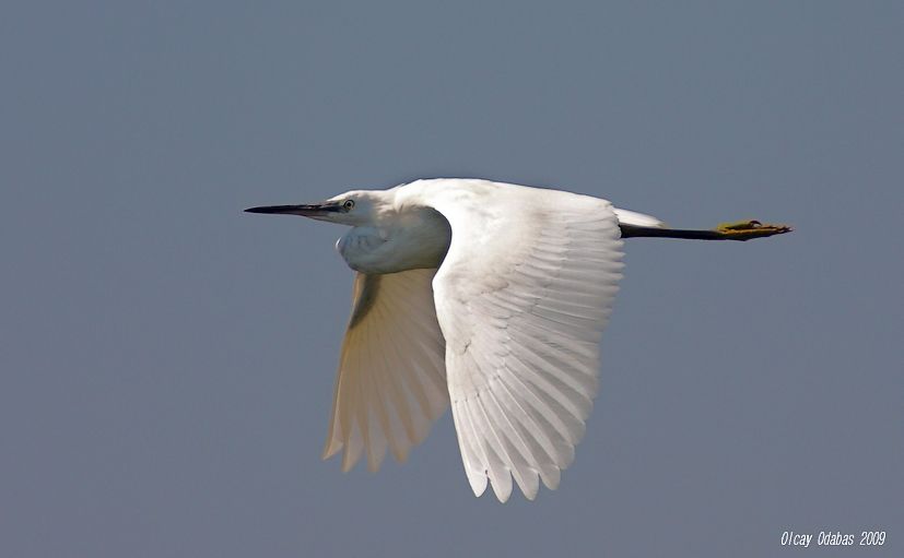 Little Egret