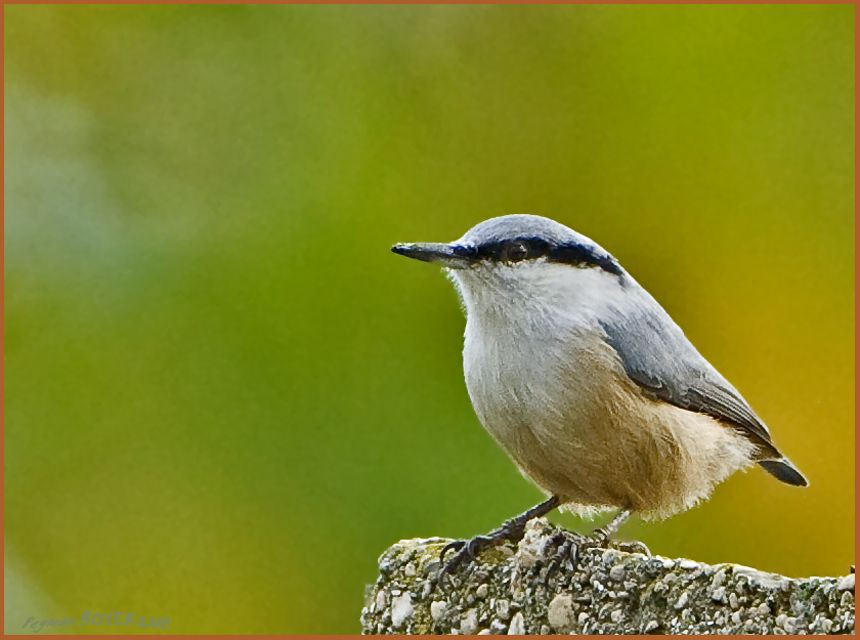 Western Rock Nuthatch