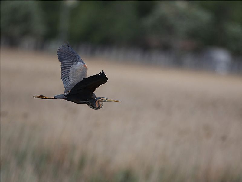 Purple Heron