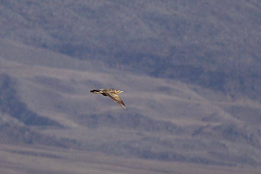 Eurasian Bittern