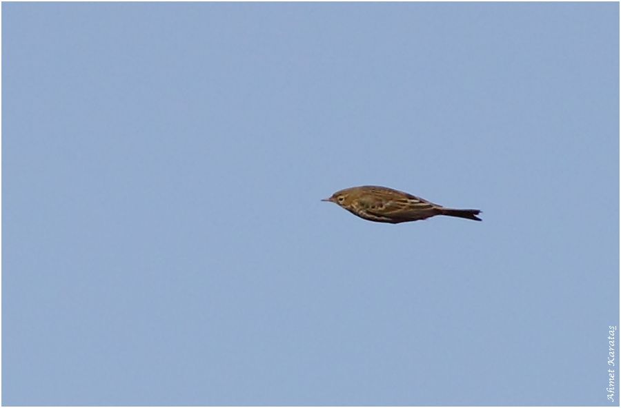 Meadow Pipit