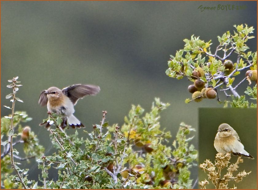 Northern Wheatear