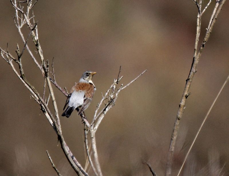Fieldfare