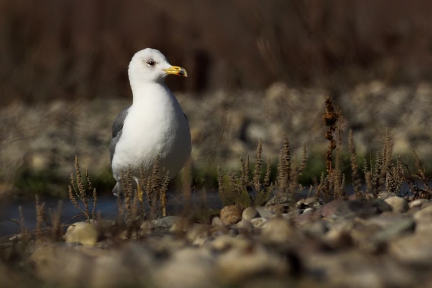 Armenian Gull