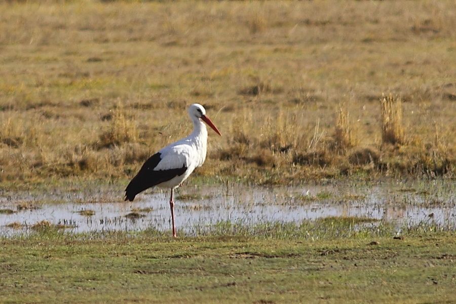 White Stork