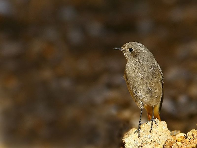 Black Redstart