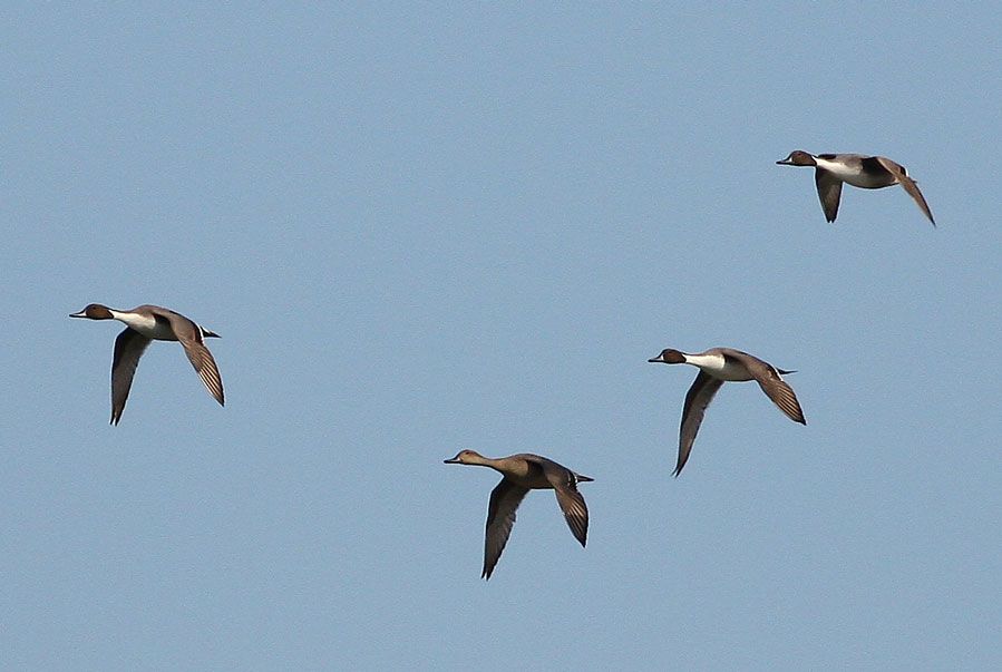 Northern Pintail