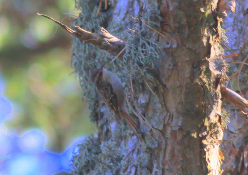Short-toed Treecreeper