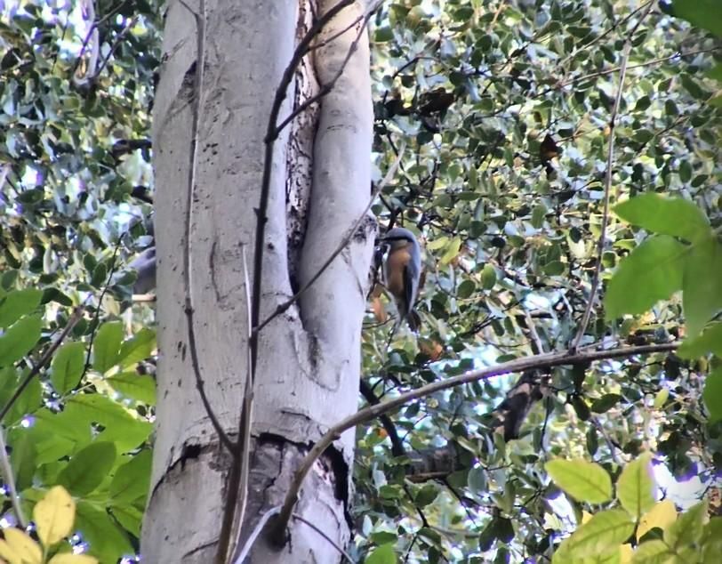 Eurasian Nuthatch