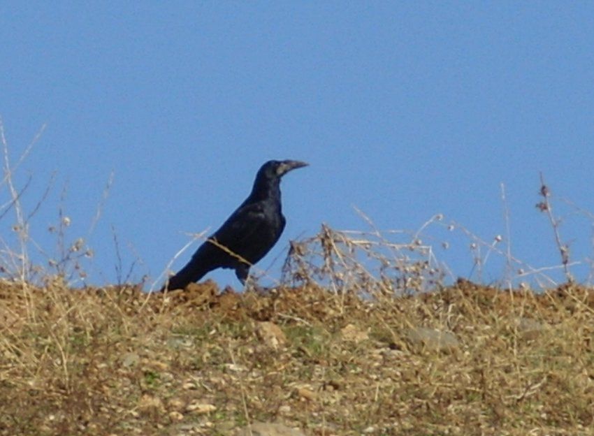 Rook