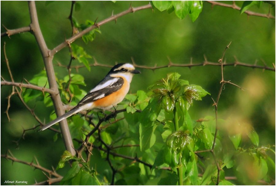 Masked Shrike