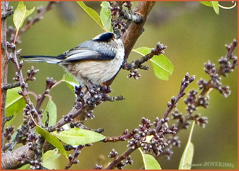 Long-tailed Tit