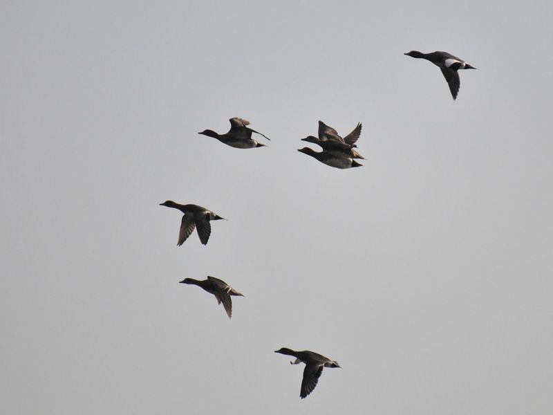 Eurasian Wigeon