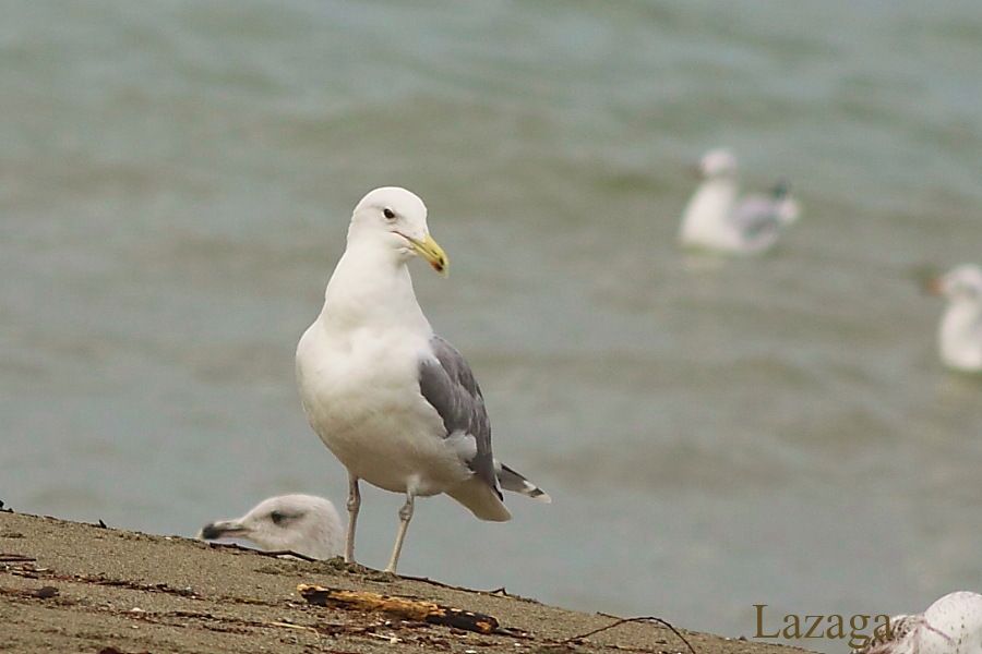 Caspian Gull