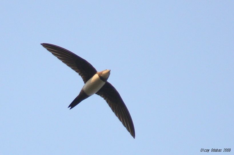 Alpine Swift